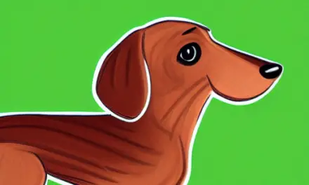 How to Choose a Sausage Dog Toy