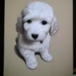Looking For a Mini Goldendoodle For Sale Near Me?