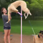 How to Use a Flirt Pole to Train Your Dog