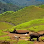 Places to Visit in Horton Plains National Park in Sri Lanka