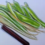 How to Make Bean Sprouts