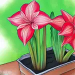 How to Plant Amaryllis Bulbs in a Pot