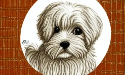 Teddy Dog Lucky – An Adorable Female Teddy Dog
