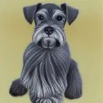 Health Issues With Miniature Schnauzers