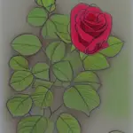 Rose Plant Flowering Tips