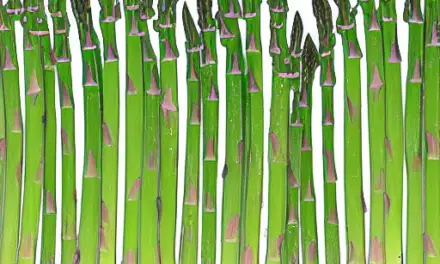 Asparagus Planting Guide