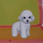 Where to Find a Maltese Poodle For Sale