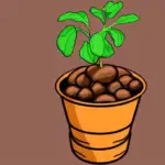 How to Plant Potatoes in a Bucket
