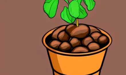 How to Plant Potatoes in a Bucket