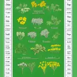 Cilantro Companion Planting Chart