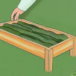 How to Plant Cucumbers in a Raised Bed