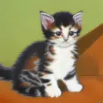 Manx Kittens For Sale Near Me
