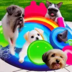 Best Dog Water Toys For Hoses
