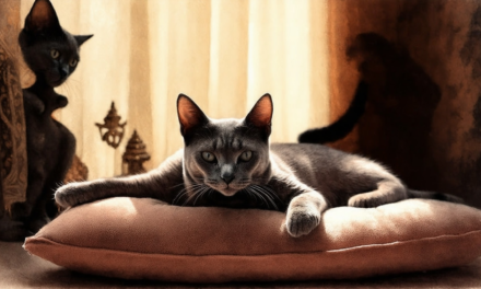 Korat Cat Insights: Identifying Traits, Rarity in the US, and Cuddle Preferences Compared to Russian Blues