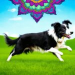 Border Collie Insights: Are These Intelligent Dogs the Right Fit for Your Home?